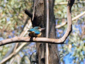 Sacred Kingfisher Lane Cove National Park, NSW, Australua Sun, 10/2/2022