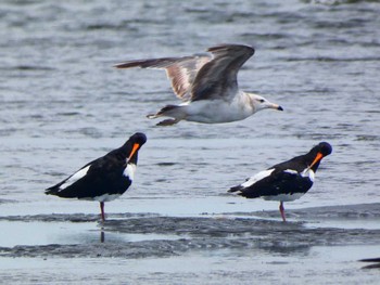 Eurasian Oystercatcher Sambanze Tideland Sun, 6/19/2022