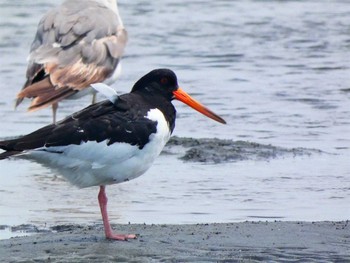 Eurasian Oystercatcher Sambanze Tideland Sun, 6/19/2022