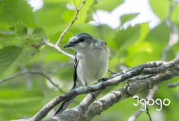 サンショウクイ 裏磐梯 2022年8月7日(日)