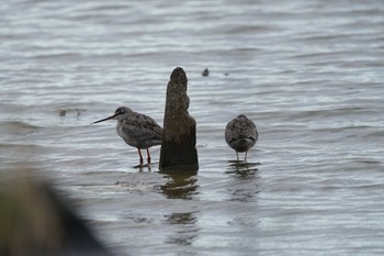 Spotted Redshank 潟ノ内(島根県松江市) Thu, 10/6/2022