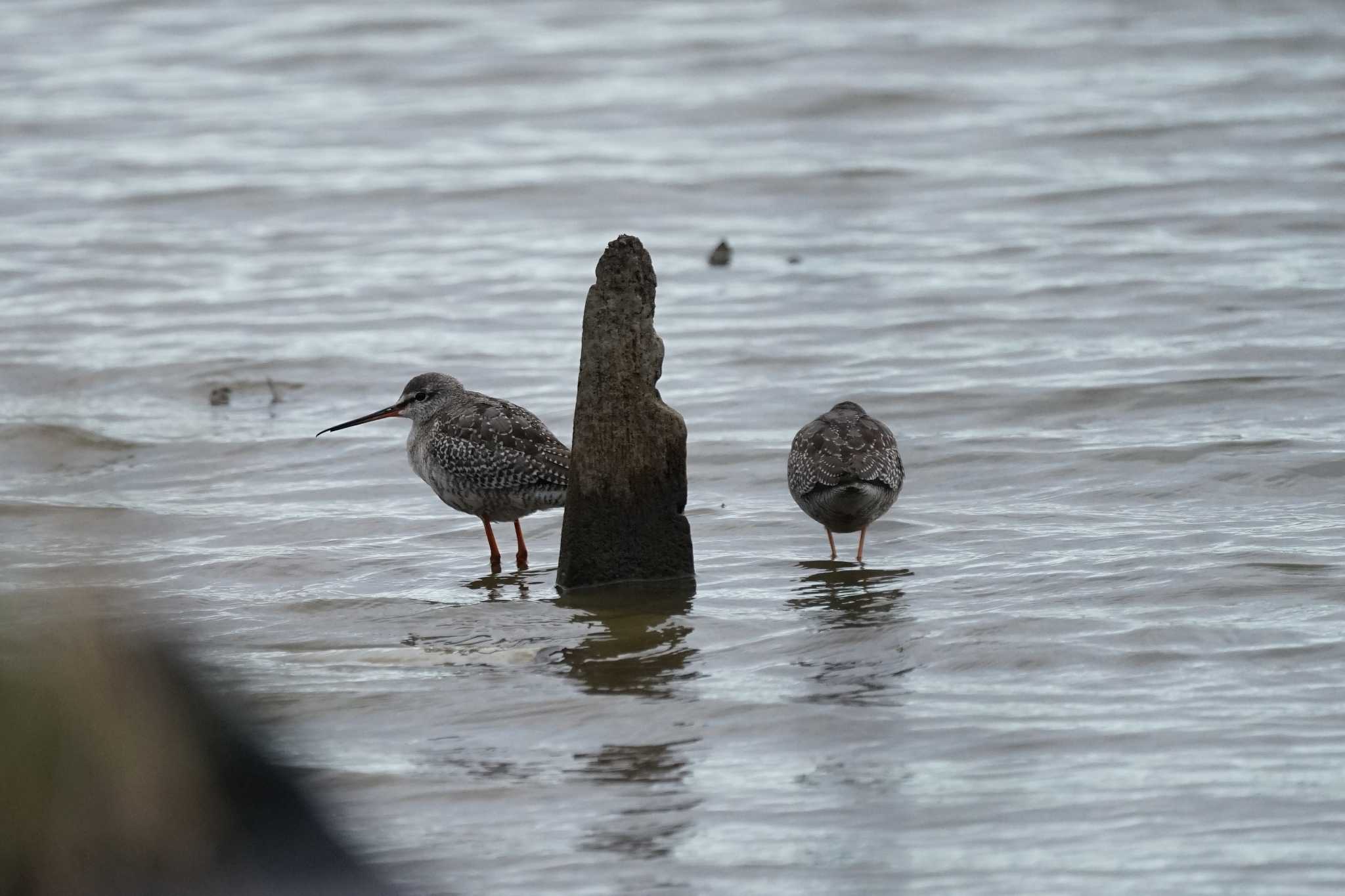 Photo of Spotted Redshank at 潟ノ内(島根県松江市) by ひらも