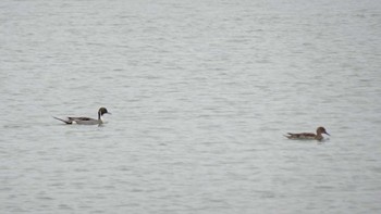 Northern Pintail Ukima Park Sat, 3/26/2022