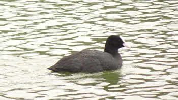 Eurasian Coot Ukima Park Sat, 3/26/2022