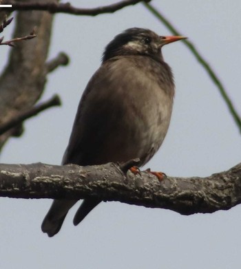 White-cheeked Starling Maioka Park Sat, 2/10/2018