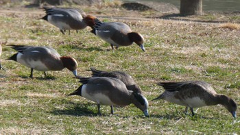 Eurasian Wigeon Ukima Park Sat, 3/12/2022