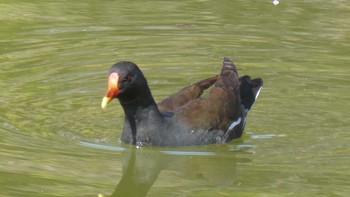 Common Moorhen Ukima Park Sat, 3/12/2022