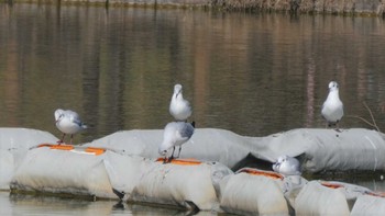 Black-headed Gull Ukima Park Sat, 3/12/2022