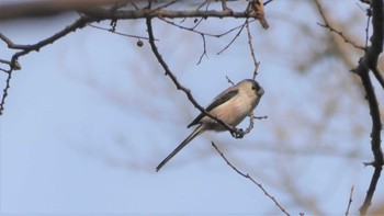 Long-tailed Tit 秋ヶ瀬公園(ピクニックの森) Sat, 3/12/2022