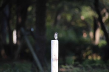 Grey-streaked Flycatcher Unknown Spots Sun, 10/2/2022