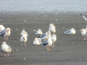 Lesser Black-backed Gull Sambanze Tideland Sun, 2/6/2022