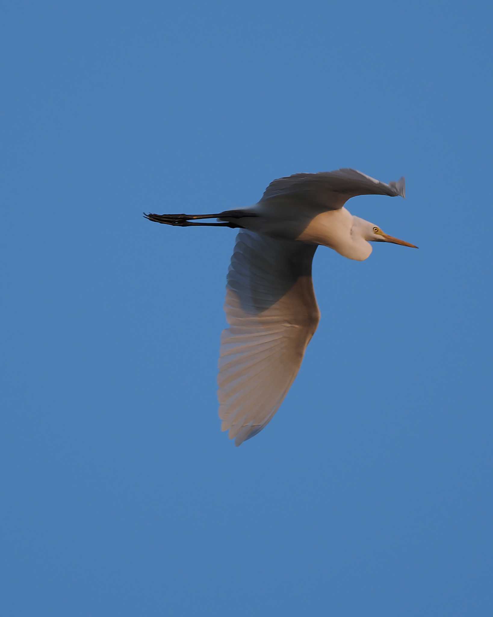 Medium Egret