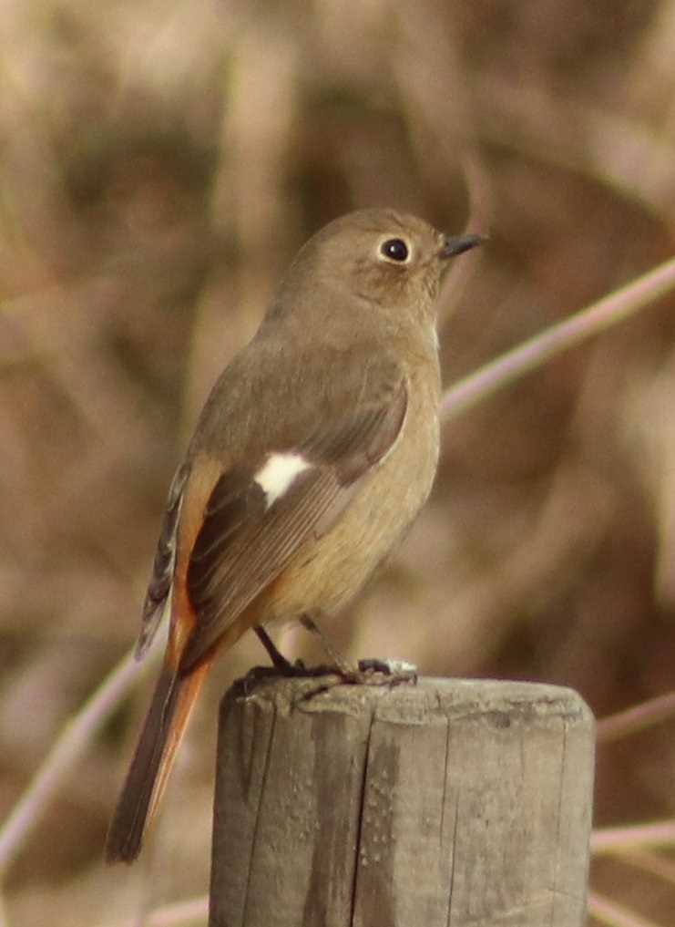 Photo of Daurian Redstart at Maioka Park by toshi