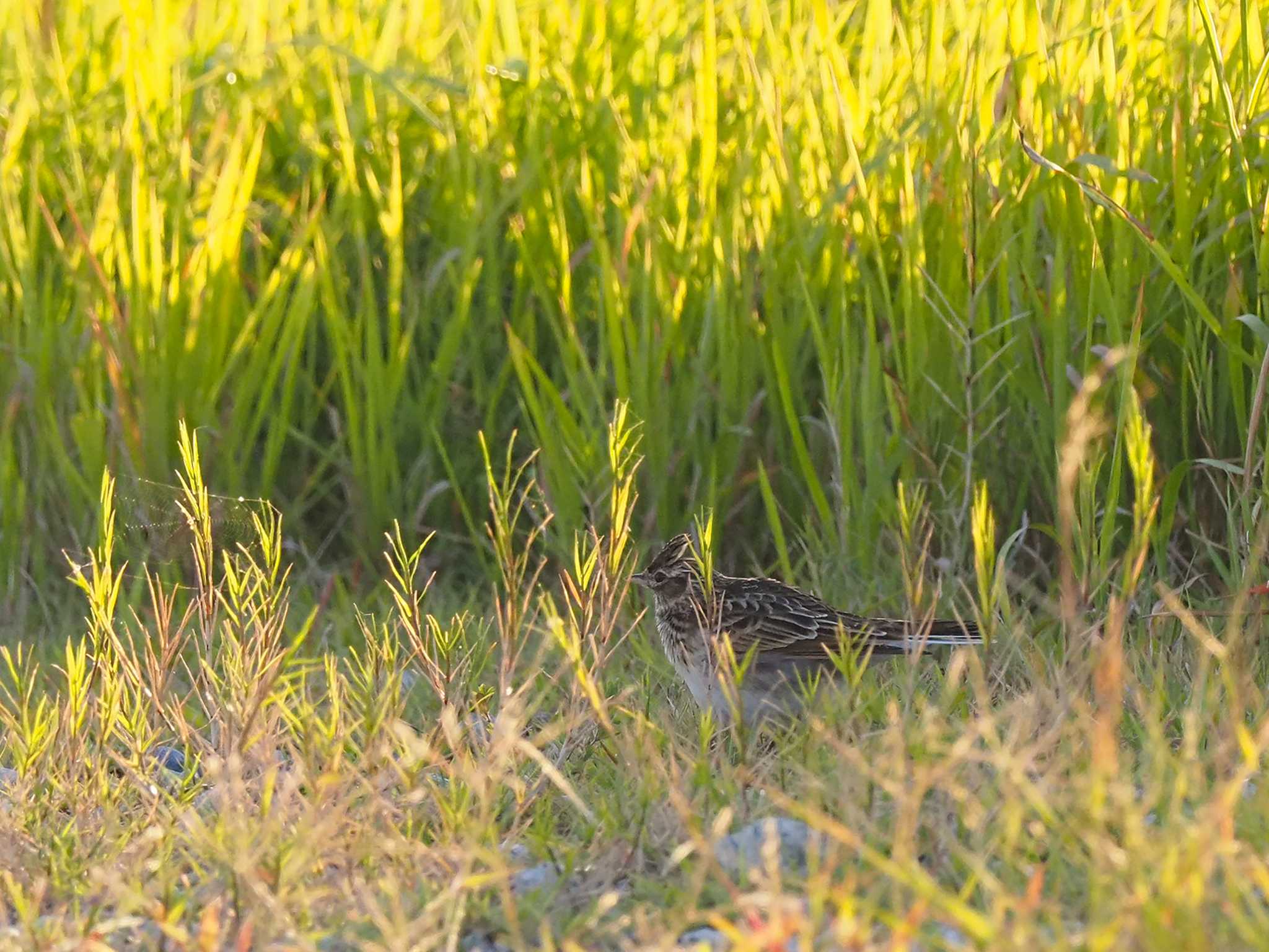 Eurasian Skylark