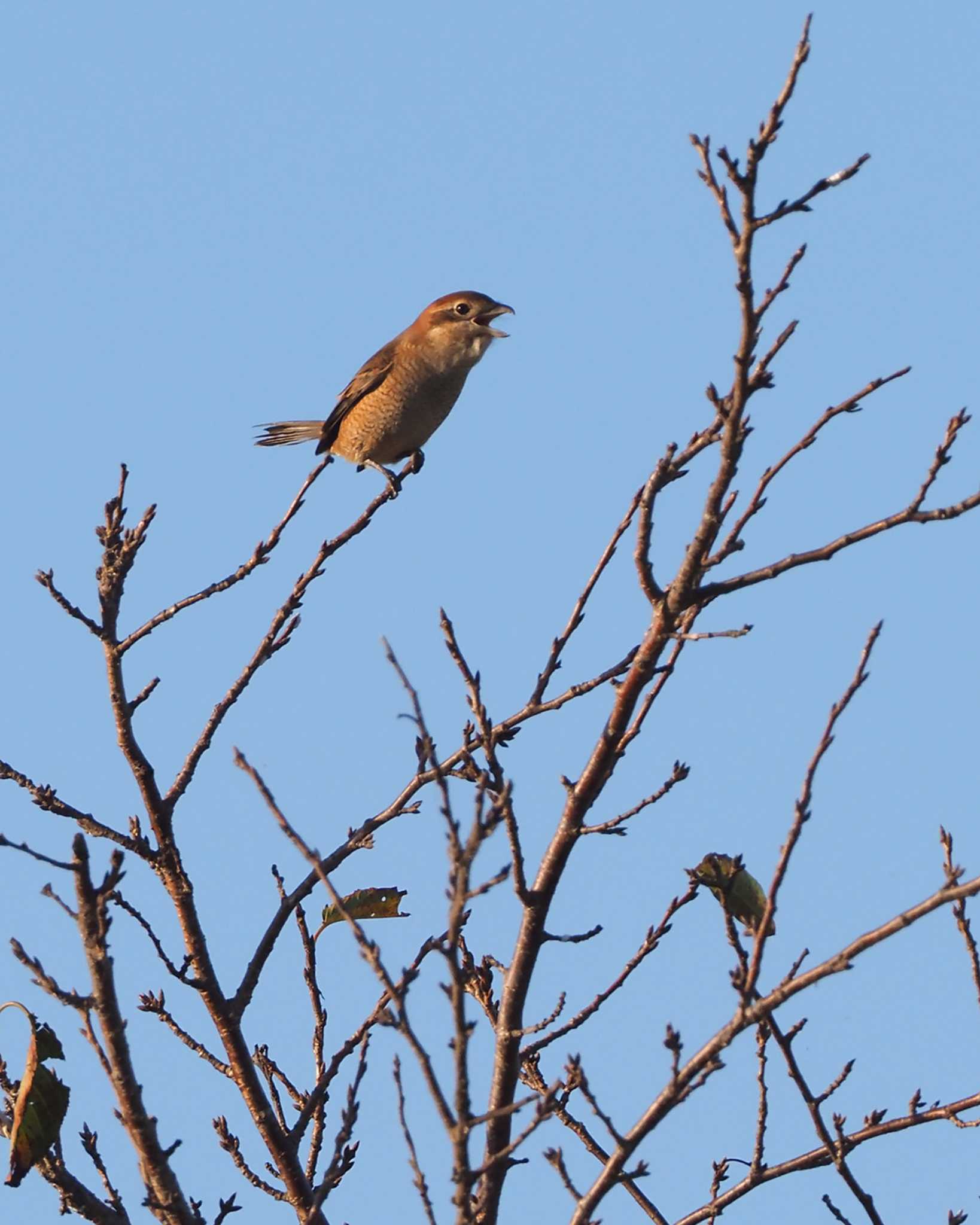 Bull-headed Shrike