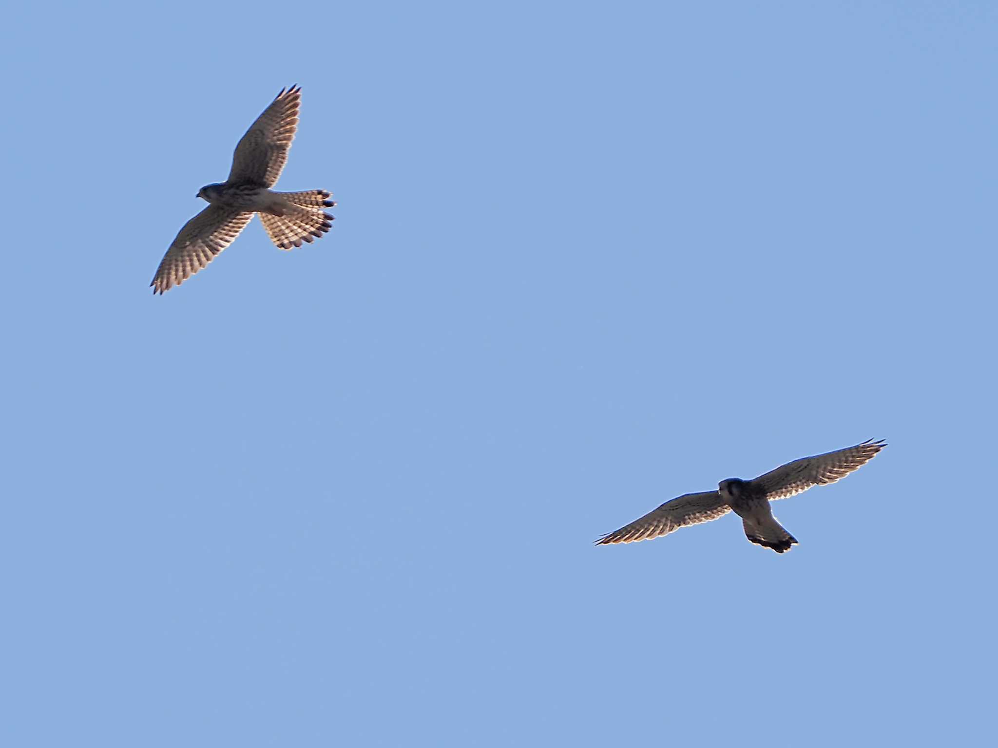 Common Kestrel