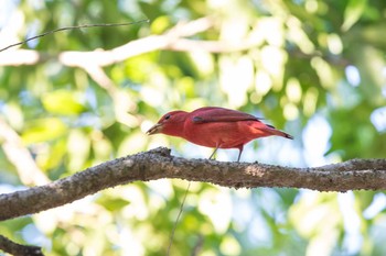 Summer Tanager Muyil Ruins Wed, 1/10/2018