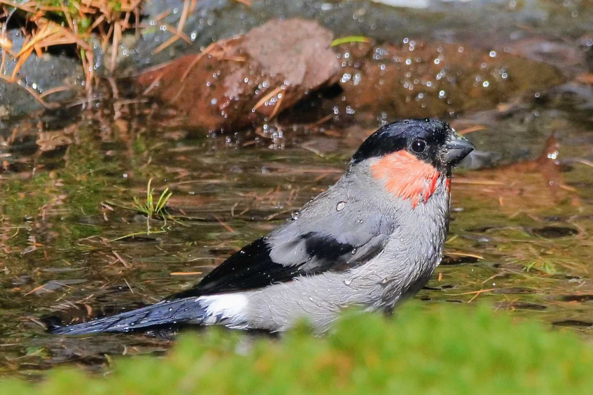 Eurasian Bullfinch