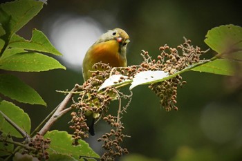 2022年10月6日(木) UFOラインの野鳥観察記録