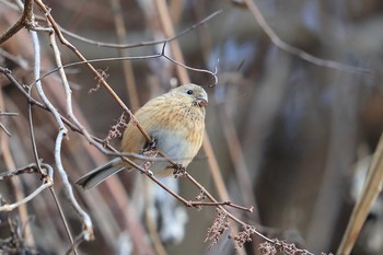 Siberian Long-tailed Rosefinch Unknown Spots Sat, 2/10/2018