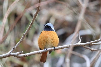 Daurian Redstart Unknown Spots Sat, 2/10/2018