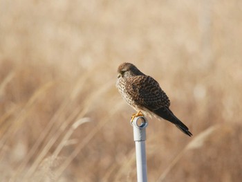 チョウゲンボウ 稲敷市甘田干拓 2018年2月8日(木)