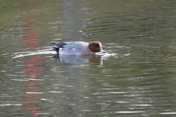 Eurasian Wigeon Koyaike Park Sat, 12/30/2017