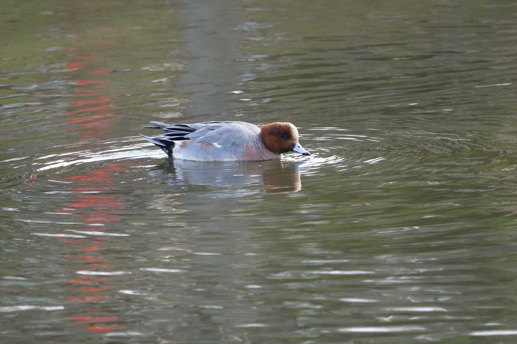 Photo of Eurasian Wigeon at Koyaike Park by マル