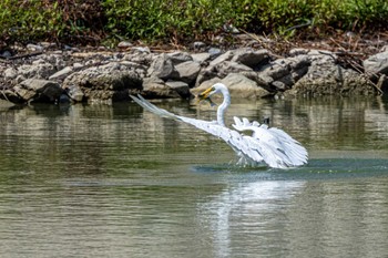 Great Egret 天満大池 Thu, 9/15/2022