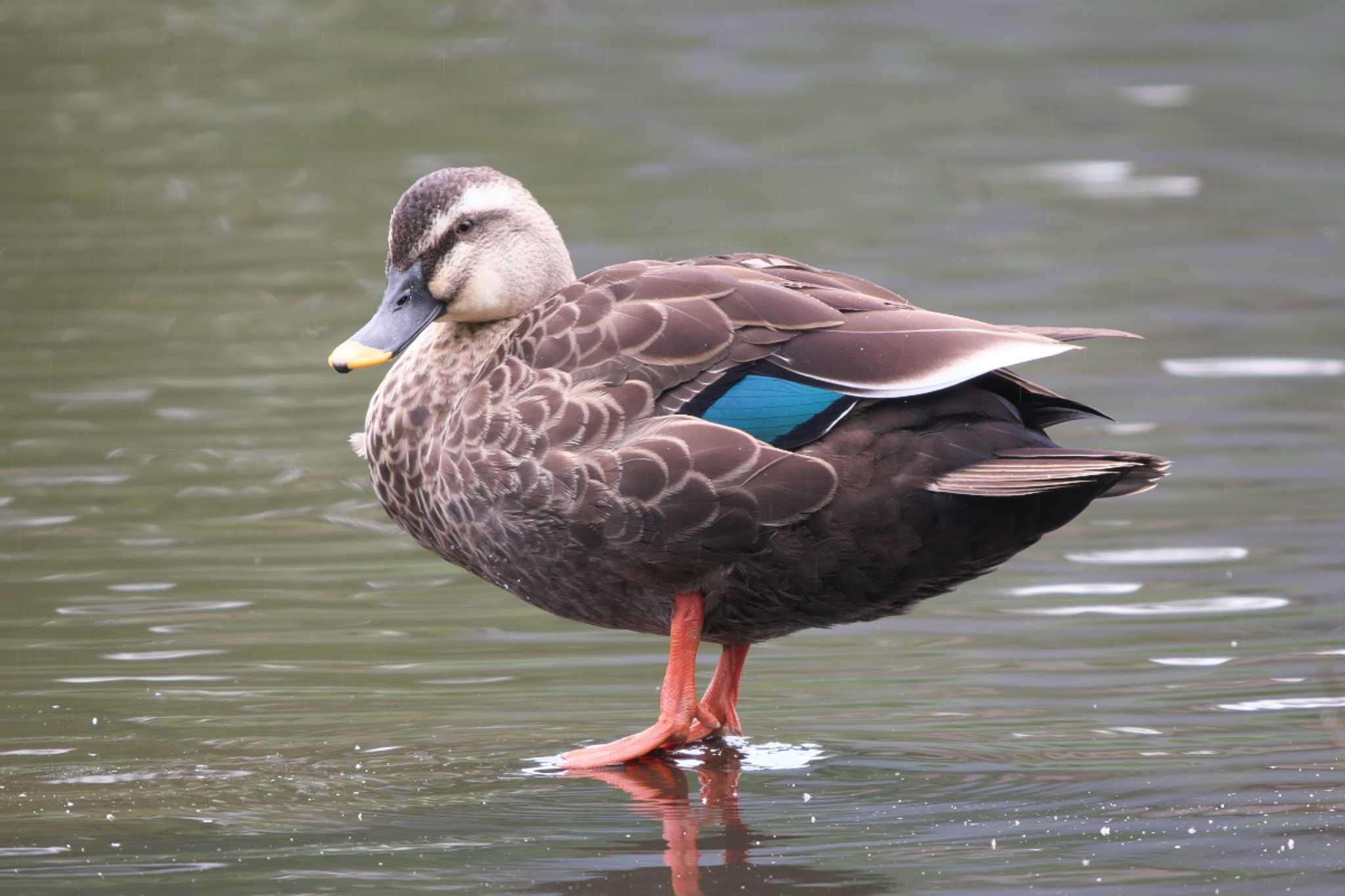Eastern Spot-billed Duck