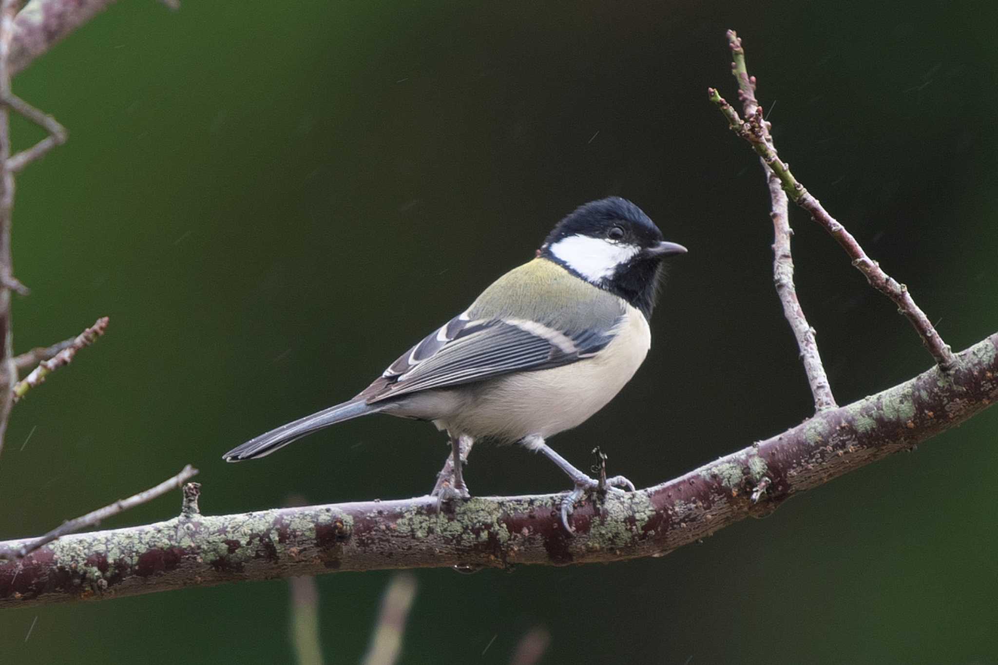 Photo of Japanese Tit at Kodomo Shizen Park by Y. Watanabe