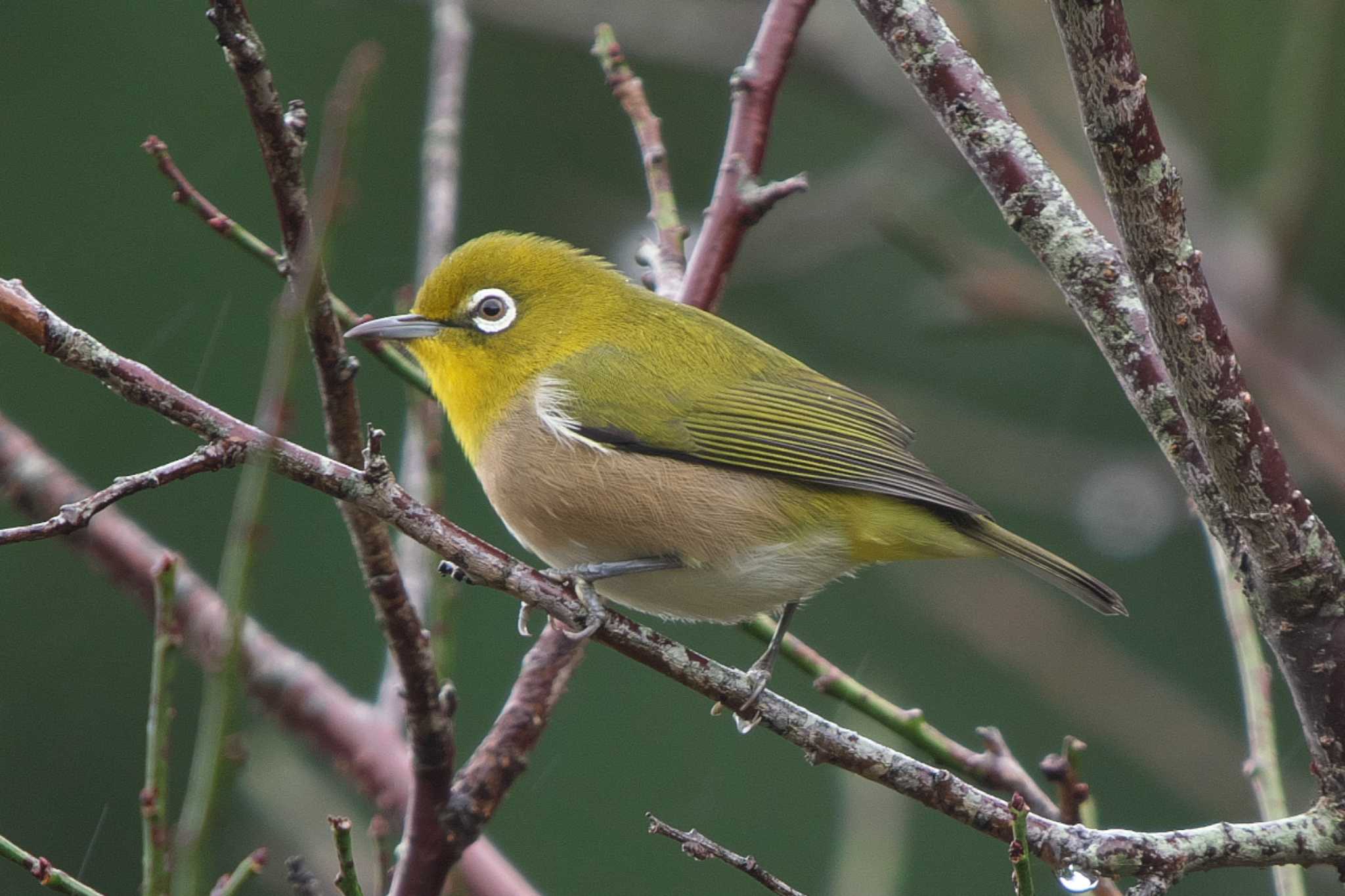 Photo of Warbling White-eye at Kodomo Shizen Park by Y. Watanabe