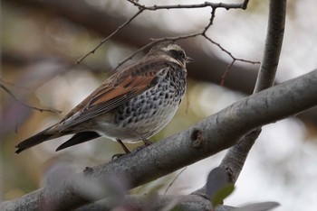 2017年12月30日(土) 昆陽池公園の野鳥観察記録