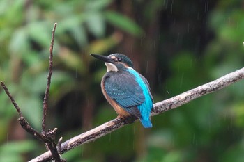 Thu, 10/6/2022 Birding report at Kodomo Shizen Park