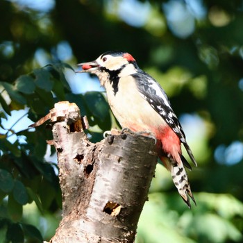 Great Spotted Woodpecker Makomanai Park Fri, 10/7/2022