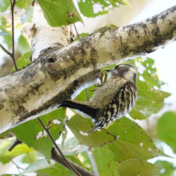 Japanese Pygmy Woodpecker Makomanai Park Fri, 10/7/2022
