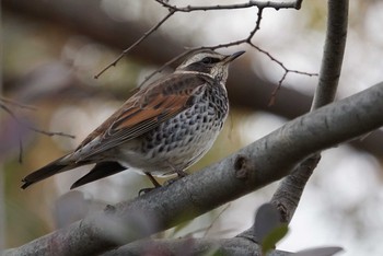 Dusky Thrush Koyaike Park Sat, 12/30/2017