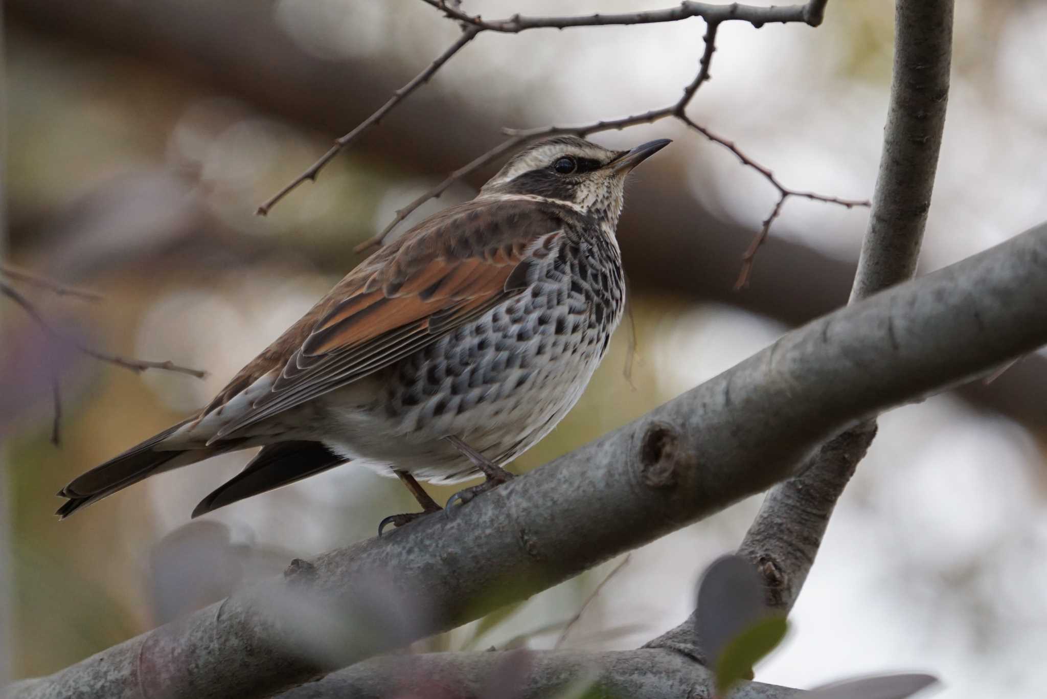 Photo of Dusky Thrush at Koyaike Park by マル