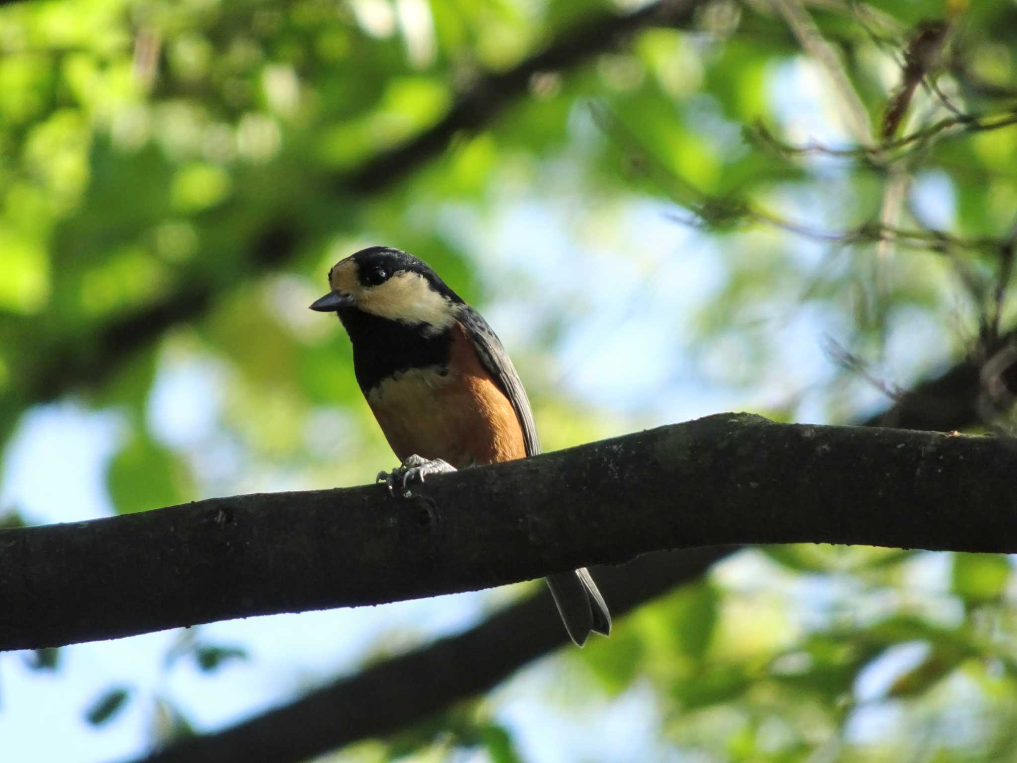 Photo of Varied Tit at 城山公園(長野県) by やまじゅーのん