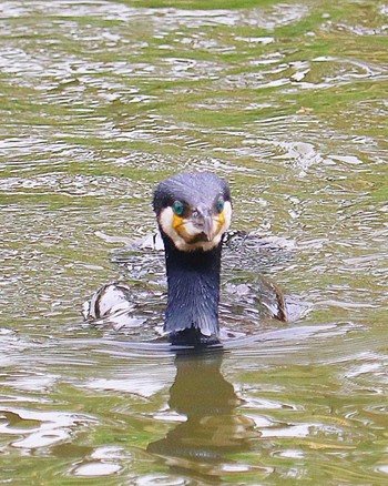 Great Cormorant 大仙公園 Mon, 4/18/2022