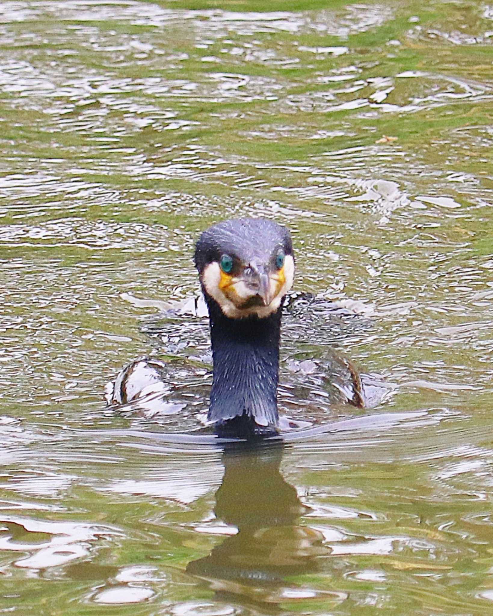 Great Cormorant