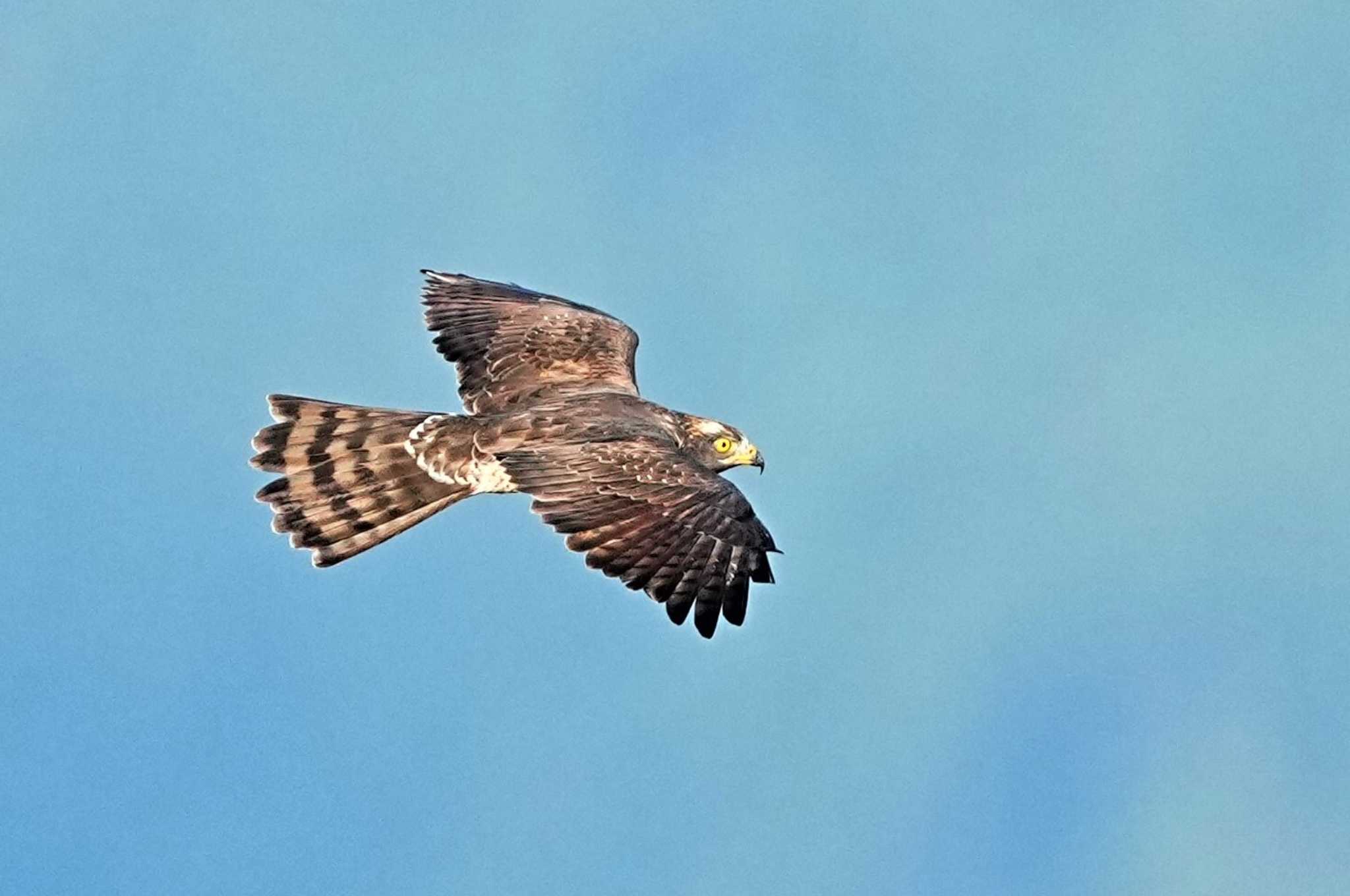 Photo of Grey-faced Buzzard at Shirakaba-touge by 川４