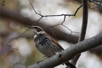 Dusky Thrush Koyaike Park Sat, 12/30/2017