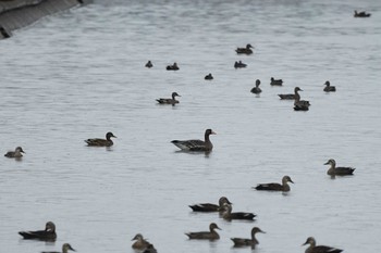 Greater White-fronted Goose 潟ノ内(島根県松江市) Fri, 10/7/2022