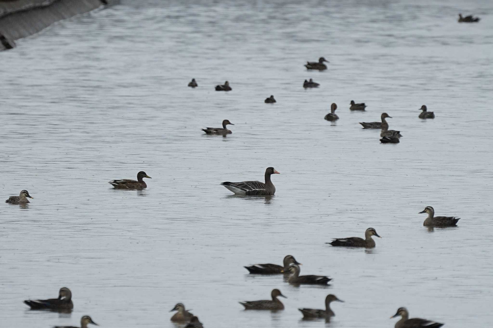 Greater White-fronted Goose