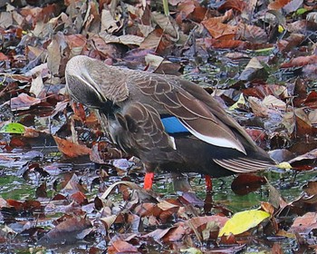 Eastern Spot-billed Duck 丸保山古墳 Thu, 4/28/2022