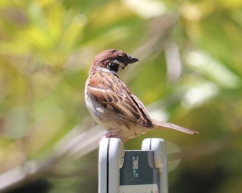 Eurasian Tree Sparrow 大仙陵古墳 Wed, 5/4/2022