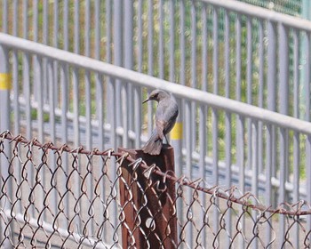 Blue Rock Thrush 大仙陵古墳 Wed, 5/4/2022