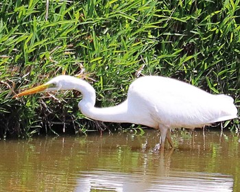 Great Egret 大仙陵古墳 Thu, 5/5/2022