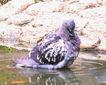 Rock Dove 大仙公園 Sun, 5/15/2022